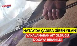 Hatay'da çadıra giren yılan yakalanarak doğaya bırakıldı