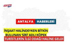 İnşaat halindeyken bitkin halde bulunan 'Siri' turistlerin ilgi odağı haline geldi