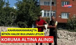 Kahramanmaraş'ta bitkin halde bulunan leylek koruma altına alındı