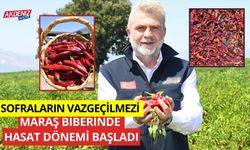 Sofraların vazgeçilmezi, Maraş biberinde hasat dönemi başladı