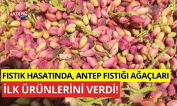 Fıstık hasatında, Antep fıstığı ağaçları ilk ürünlerini verdi