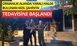 Ormanlık alanda yaralı halde bulunan Kızıl Şahin'in tedavisine başlandı