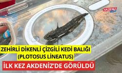 Zehirli dikenli çizgili kedi balığı (Plotosus lineatus), Adana’da görüldü