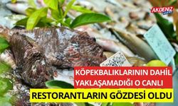 Köpekbalıklarının dahil yaklaşamadığı o canlı restorantların gözdesi oldu