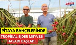 Pitaya bahçelerinde tropikal ejder meyvesinde hasat dönemi