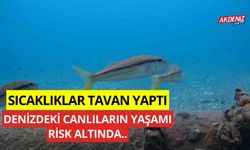 Sıcaklıklar tavan yaptı, denizlerdeki canlılar risk altında