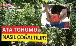 Ata tohumu nasıl  çoğaltılır?