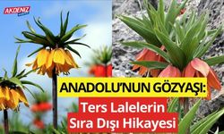 Anadolu’nun Gözyaşı: Ters Lalelerin Sıra Dışı Hikayesi