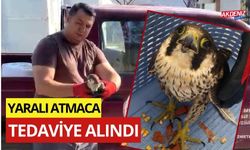 OSMANİYE'DE YARALI ATMACA TEDAVİYE ALINDI