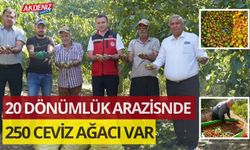 OSMANİYE'DE CEVİZ HASADI BAŞLADI