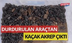 Şanlıurfa'da durdurulan araçta kaçak akrep çıktı