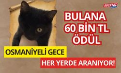 BU KEDİYİ BULANA 60.000 TL ÖDÜL VAR