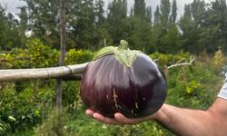 Hobi olarak yetiştirdiği bahçede 2 kilo 200 gramlık patlıcan yetişti