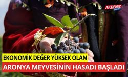 Ekonomik değeri yüksek aronya meyvesinin hasadı başladı