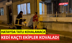 Hatay'da tatlı kovalamaca, kedi kaçtı ekipler kovaladı