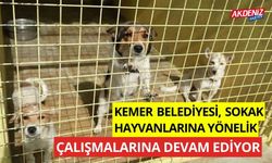 Kemer Belediyesi sokak hayvanlarına yönelik çalışmalarına devam ediyor