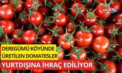 Deregümü köyünde üretilen domatesler yurtdışına ihraç ediliyor