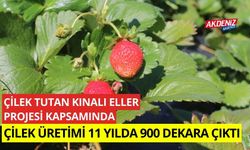 Çilek Tutan Kınalı Eller, projesi kapsamında çilek üretimi 11 yılda 900 dekara çıktı