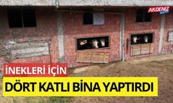 İneklerine 4 katlı bina yaptırdı