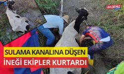 OSMANİYE'DE SULAMA KANALINA DÜŞEN İNEĞİ EKİPLER KURTARDI