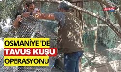 OSMANİYE'DE ÇİFTLİKTEN 15 TAVUS KUŞU ÇIKTI