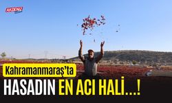 Kahramanmaraş'ta hasadın en acı hali...