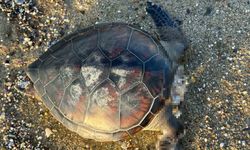 Caretta caretta'ların gizemli ölümüne hayvan severlerden tepki