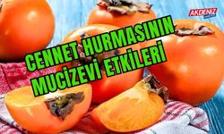 Cennet Hurmasının Mucizevi Etkileri