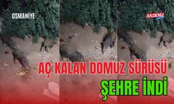 FLAŞ...FLAŞ...FLAŞ... OSMANİYE’DE AÇ KALAN DOMUZ SÜRÜSÜ ŞEHRE İNDİ