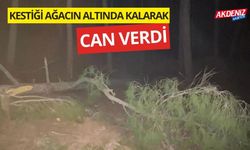 Kestiği ağacın altında kalarak can verdi