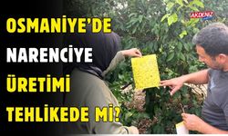 OSMANİYE'Lİ PORTAKAL, MANDALİNA VE LİMON TÜKETEMEYECEK Mİ?