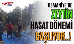 OSMANİYE’DE ZEYTİN HASADI BAŞLADI