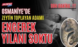 SON DAKİKA! OSMANİYE'DE BİR KİŞİYİ ENGEREK YILANI SOKTU