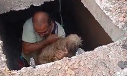 Antalya'da köpek operasyonu!