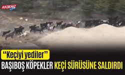 Başıboş köpekler keçi sürüsüne saldırdı