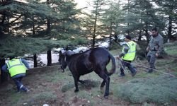 Başıboş yaralı katır tedaviye alındı