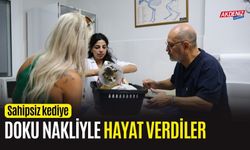 Sahipsiz kediye doku nakliyle hayat verdiler