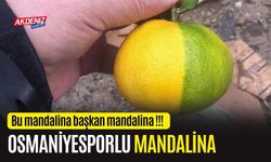 OSMANİYE'DE SARI YEŞİLLİ MANDALİNA!!!