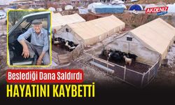 Beslediği Dana Saldırdı, Hayatını Kaybetti