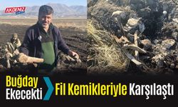 Buğday Ekecekti, Fil Kemikleriyle Karşılaştı