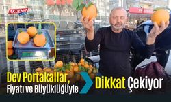 Dev Portakallar, Fiyatı ve Büyüklüğüyle Dikkat Çekiyor