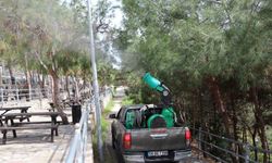 Alanya’da Çam Kese Böceğine Karşı Çevreci Mücadele