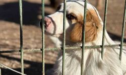 Barınaktan Sınıflara Sevgi Köprüsü: Öğrenciler Köpek Sahiplendi