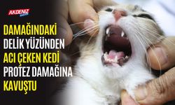 Damağındaki Delik Yüzünden Acı Çeken Kedi, Protez Damağına Kavuştu