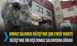 OSMANİYE: DÜZİÇİ’NDE DOMUZ SALDIRISI: BİR VATANDAŞ AĞIR YARALANDI