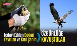 Tedavi Edilen Doğan Yavrusu ve Kızıl Şahin, Özgürlüğe Kavuştular