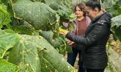 Çiftçilere Zararlılarla Doğal Mücadele Yöntemleri Anlatılıyor