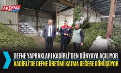 OSMANİYE: KADİRLİ’DE DEFNE ÜRETİMİ KATMA DEĞERE DÖNÜŞÜYOR