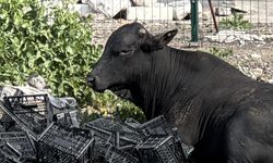 Hatay'da kaçan angus iğneyle sakinleştirilerek yakalandı