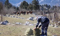 Antalya'da yılkı atlarına saman ve yonca bırakıldı